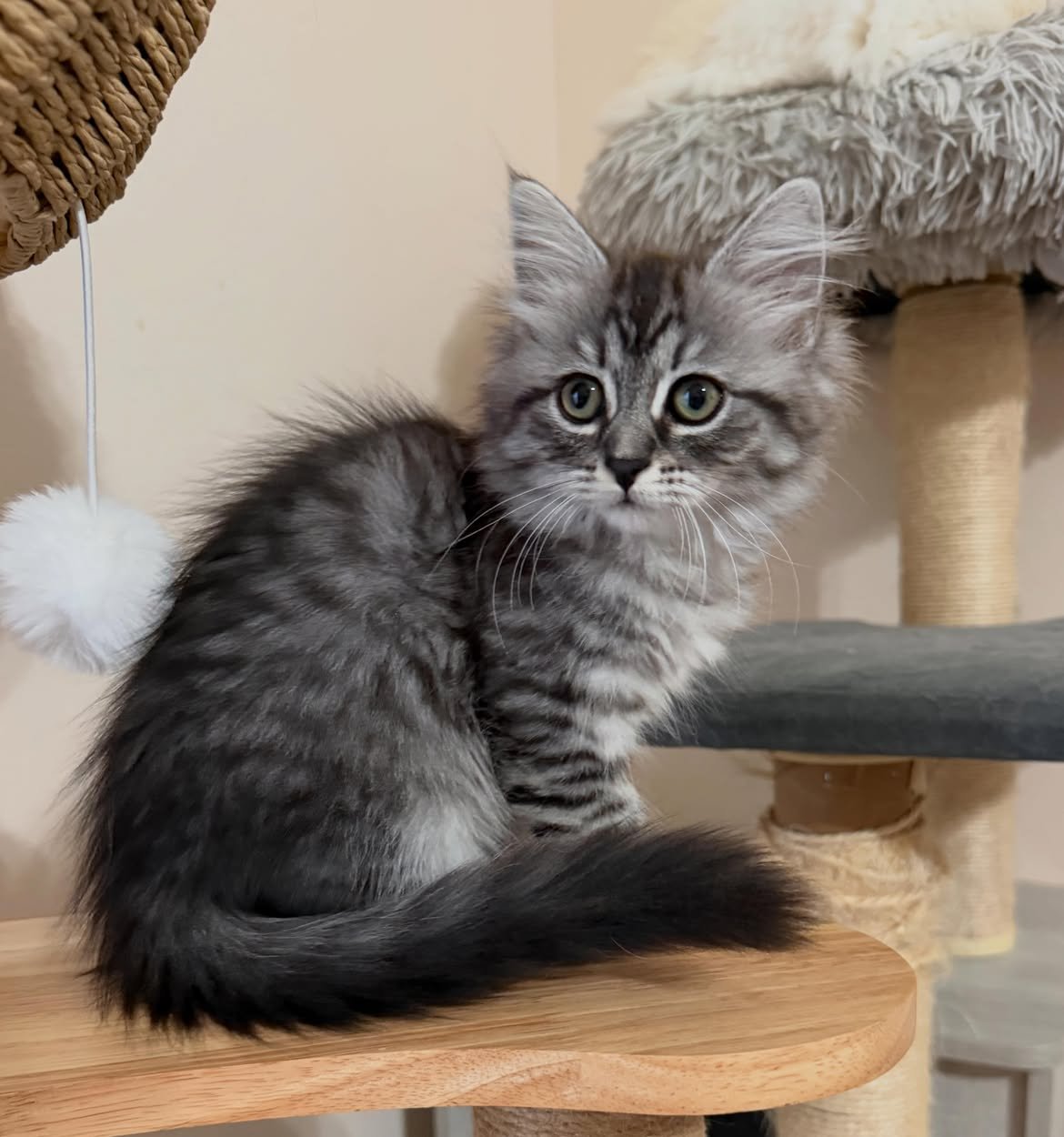 Eva, a female Siberian kitten reserved by a Santa Monica family